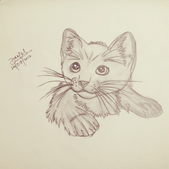 Kitten Sketch at PaintingValley.com | Explore collection of Kitten Sketch