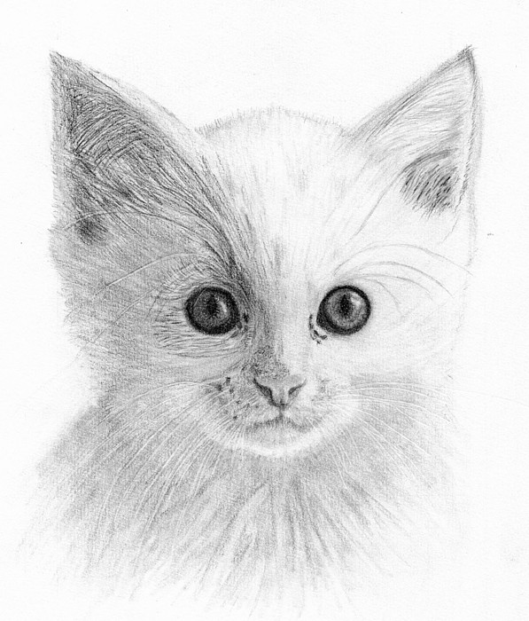 597x700 White Kitten Drawing By Alexandra Riley - Kitten Sketch