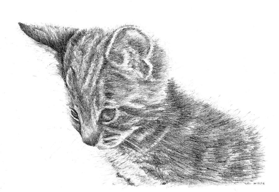 900x620 Yannis As A Kitten (Sketch) Pens! Paper! Pencils! - Kitten Sketch