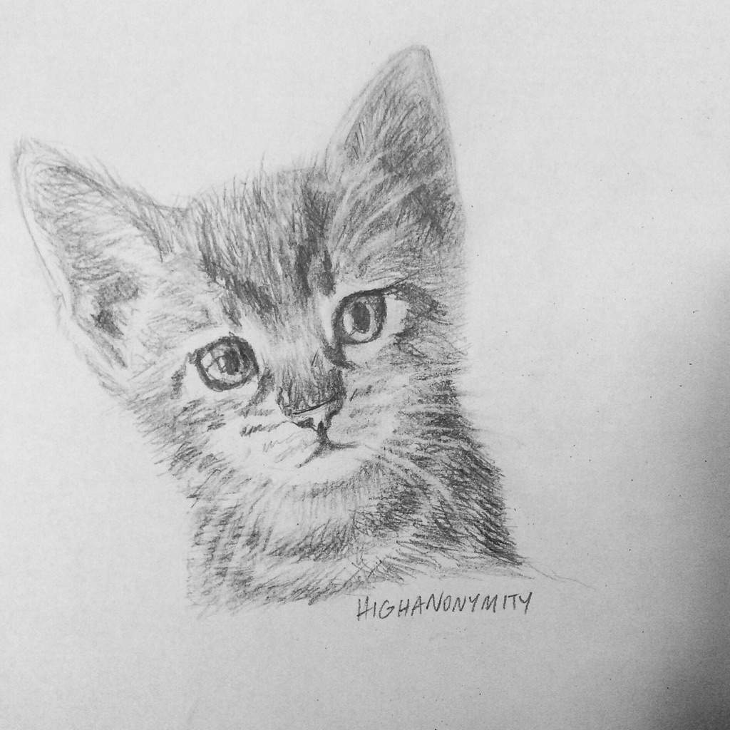 1024x1024 Cute Kitten Sketch Animal Amino - Kitten Sketch