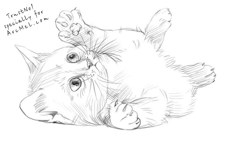 768x480 How To Draw A Kitten Step By Step - Kitten Sketch Step By Step