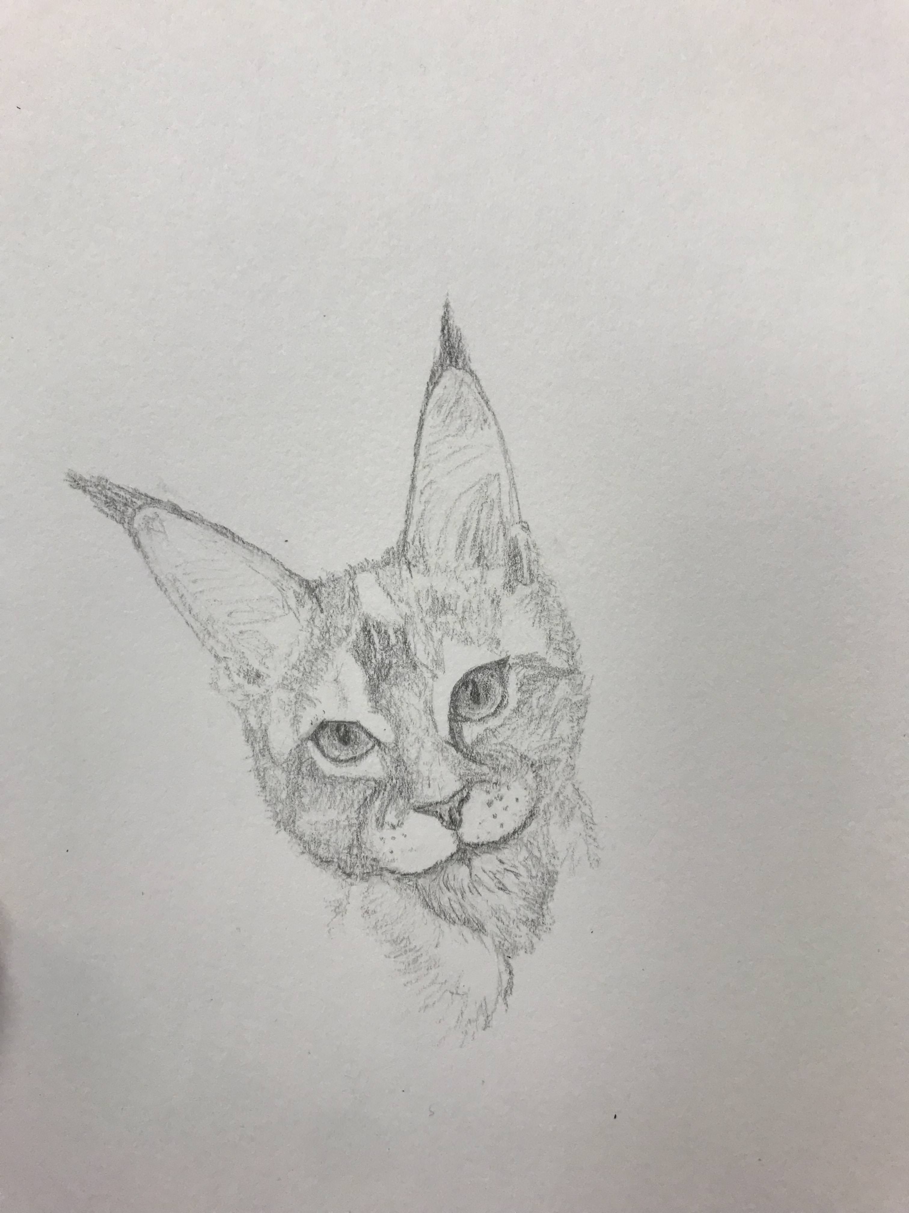 3024x4032 Kitty Sketch - Kitty Sketch