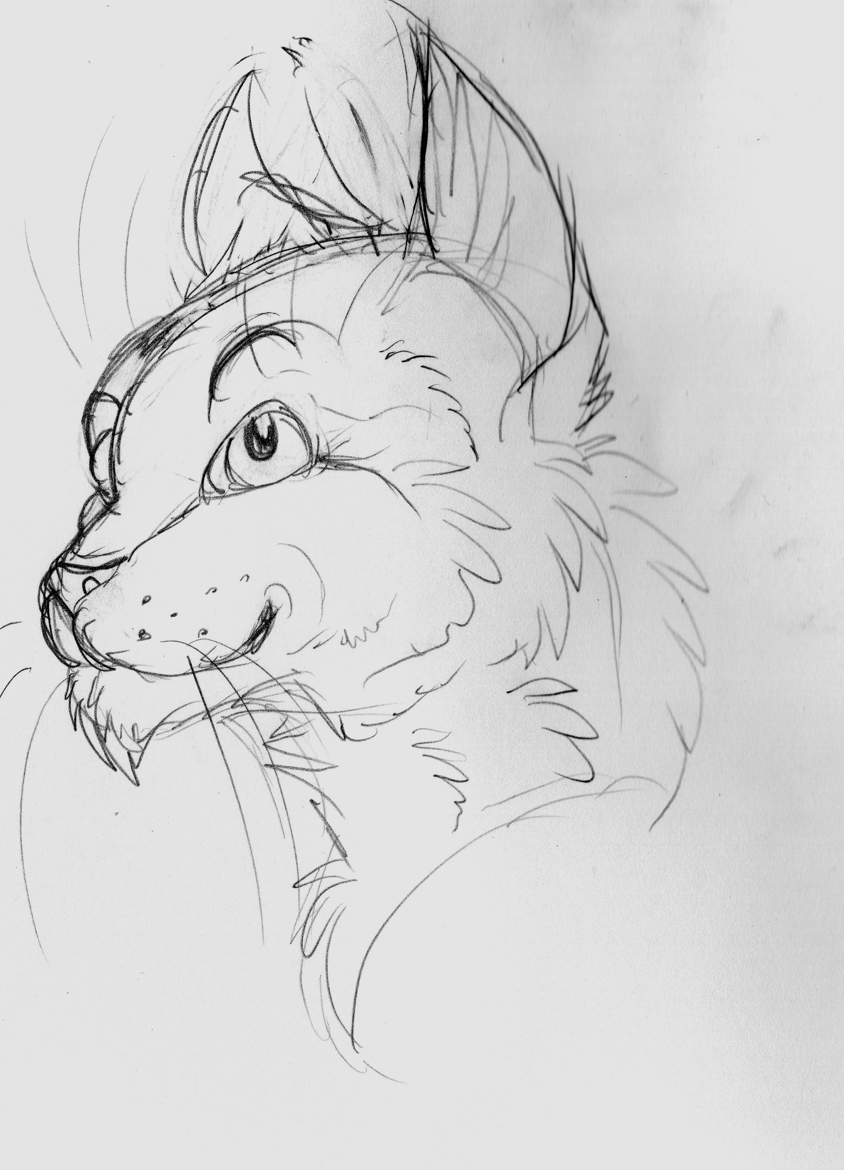 2737x3794 Toony Kitty Sketch Weasyl - Kitty Sketch