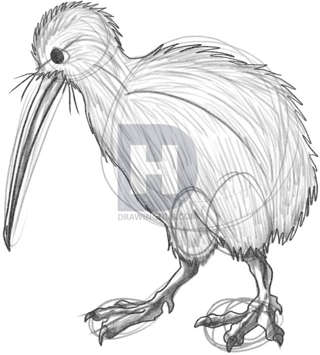 650x720 How To Draw A Kiwi, Step By Step, Drawing Guide, By Darkonator - Kiwi Bird Sketch