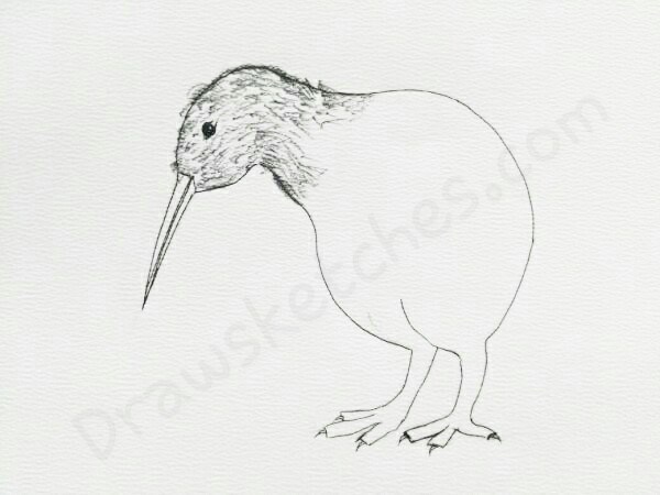 600x450 How To Draw A Kiwi In A Few Easy Steps With Pictures - Kiwi Bird Sketch