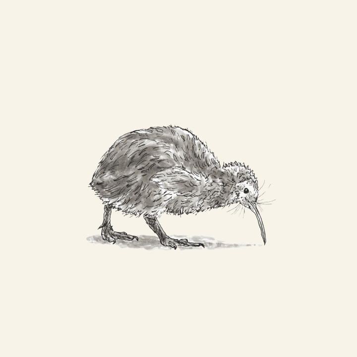 720x720 Kiwi Bird The Pawses - Kiwi Bird Sketch