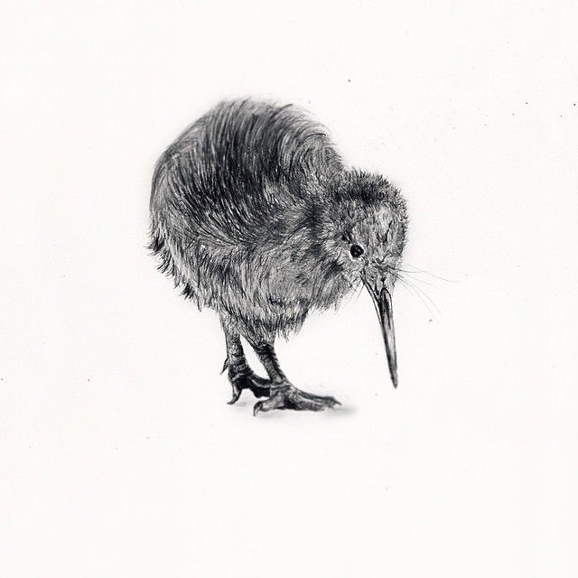 640x640 Pin By Tanya Blotske On Inspiration Drawing Sketches - Kiwi Bird Sketch