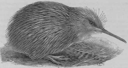 444x236 Rare All White Kiwi Hatches - Kiwi Bird Sketch