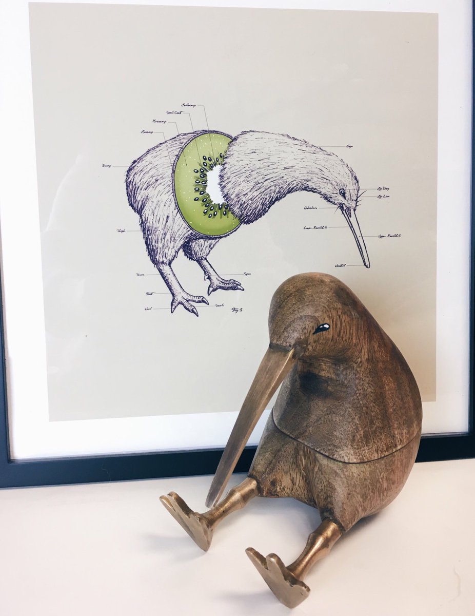 926x1200 Sarah Mcgonagall On Twitter My Brother Has This Drawing Of A - Kiwi Bird Sketch