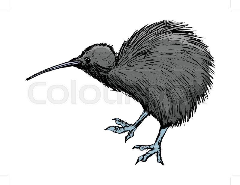 Kiwi Bird Sketch at PaintingValley.com | Explore collection of Kiwi