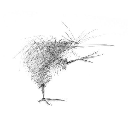 500x454 Backyard Kiwi - Kiwi Bird Sketch