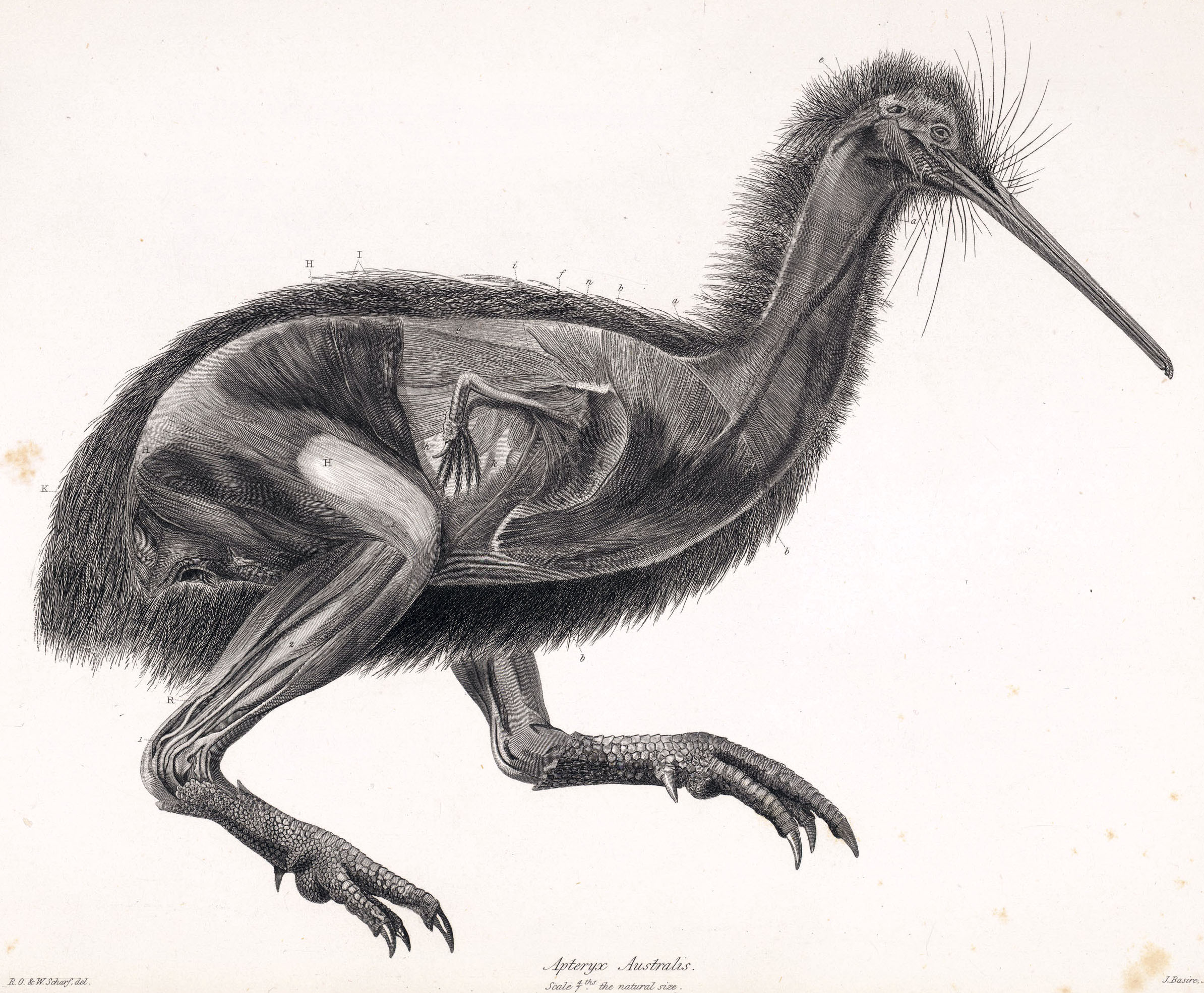 2388x1971 Filedissected Kiwi.jpg - Kiwi Bird Sketch