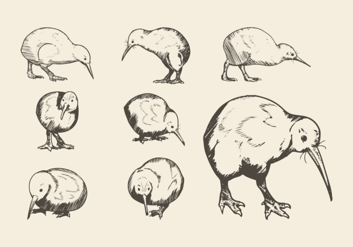 700x490 Hand Drawn Kiwi Bird - Kiwi Bird Sketch