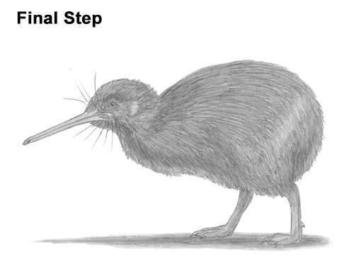 500x386 How To Draw A Kiwi Bird - Kiwi Sketch