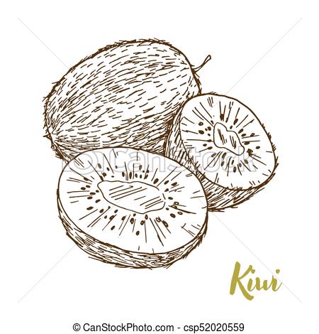 450x470 Kiwi, Hand Drawn Sketch Vector Illustration. - Kiwi Sketch