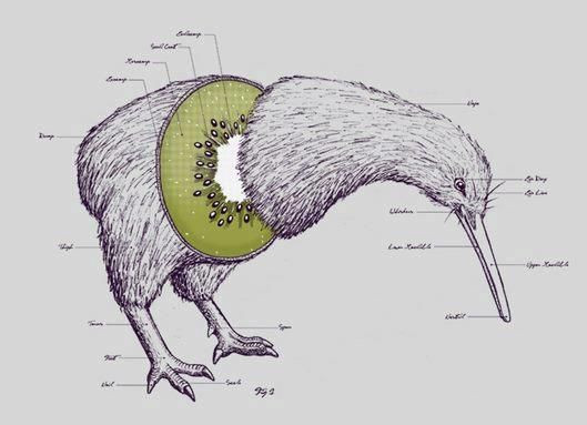 529x383 Kiwi Bird Sketch Inspirational Anatomy Of A Kiwi Bird Council - Kiwi Sketch