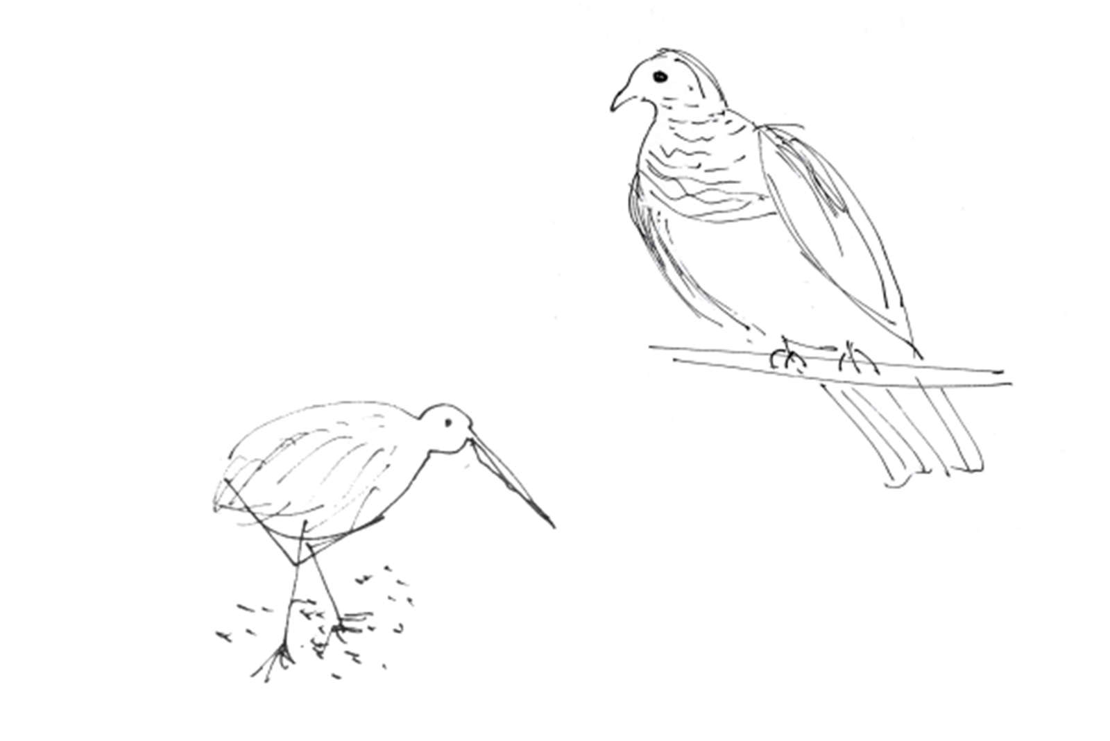 1600x1068 Kiwi Amp Kereru. - Kiwi Sketch