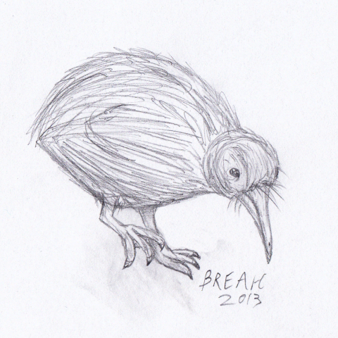 480x480 Kiwi And Kiwi Chick Sketch Art By Breah - Kiwi Sketch