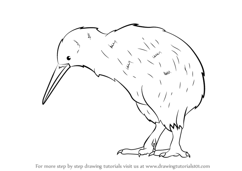800x566 Learn How To Draw A Kiwi (Birds) Step By Step Drawing Tutorials - Kiwi Sketch