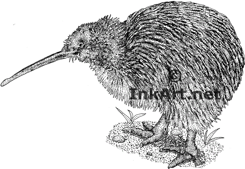 800x552 Wildlife Art Flightless Birds - Kiwi Sketch
