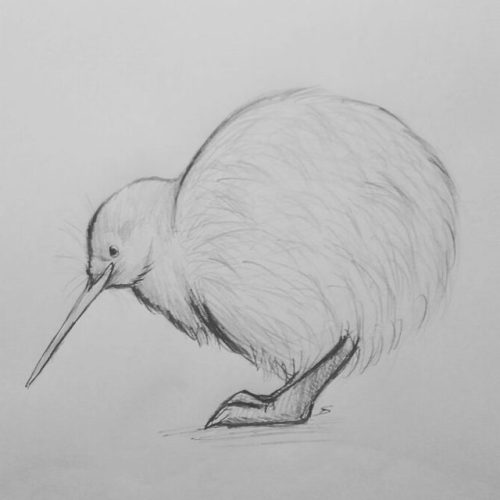 500x500 Kiwi Artist Tumblr - Kiwi Sketch