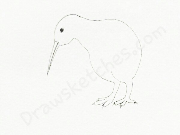 600x450 How To Draw A Kiwi In A Few Easy Steps With Pictures - Kiwi Sketch