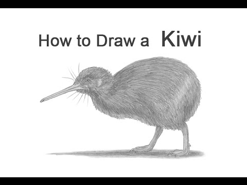 480x360 How To Draw A Kiwi Bird - Kiwi Sketch