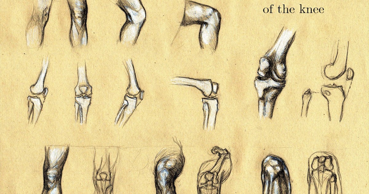 1200x630 Michele Giorgi Illustrator Anatomy Sketches Joints And - Knee Sketch