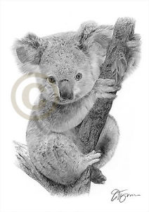 212x300 Koala Bear Baby Pencil Drawing Art Print A4a3 Sizes Artwork By Uk - Koala Bear Sketch