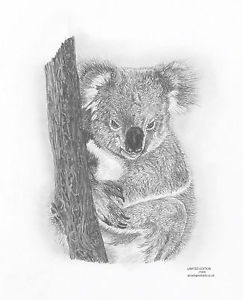 243x300 Koala Bear Ltd Edit Art Drawing Print 2 Sizes A4a3 Amp Card - Koala Bear Sketch