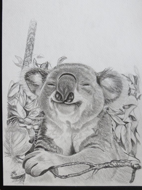 570x760 Koala Bear Original Portrait Pencil Sketch 9 X 12 Inch U Etsy - Koala Bear Sketch