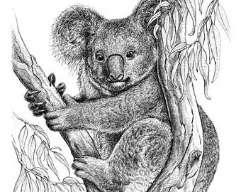 340x270 Koala Bear Sketch By Kanamaramarsuri - Koala Bear Sketch