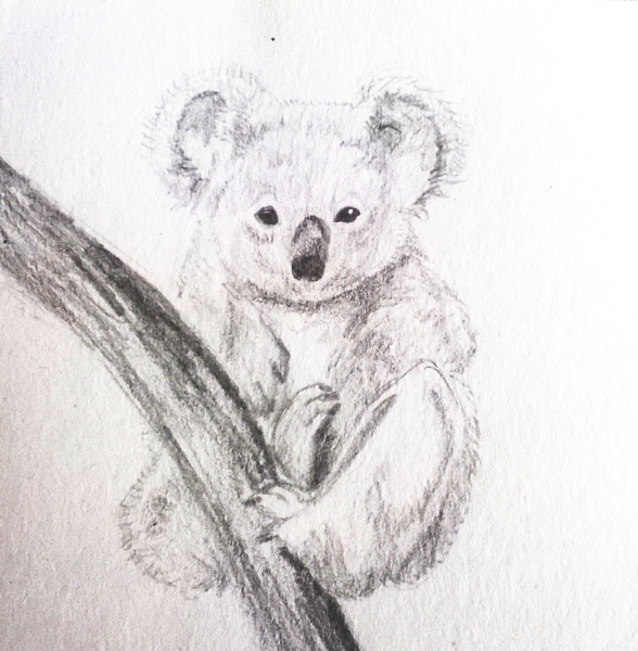 588x600 Koala Bear By Zaori - Koala Bear Sketch