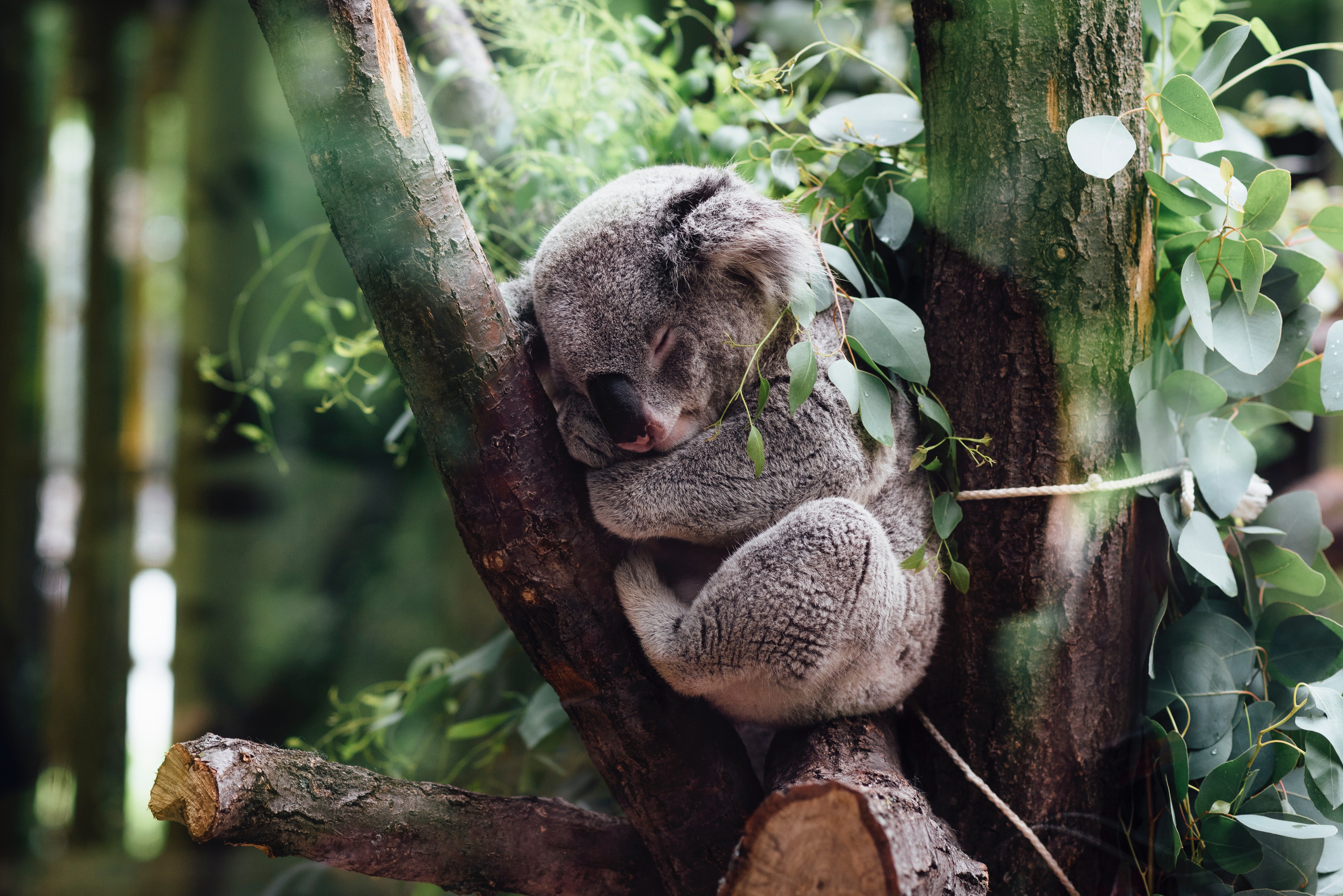 4804x3207 Photography Have You Ever Heard Someone Refer To A Koala As A - Koala Bear Sketch