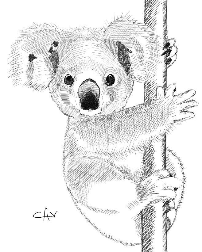 658x822 Koala - Koala Bear Sketch