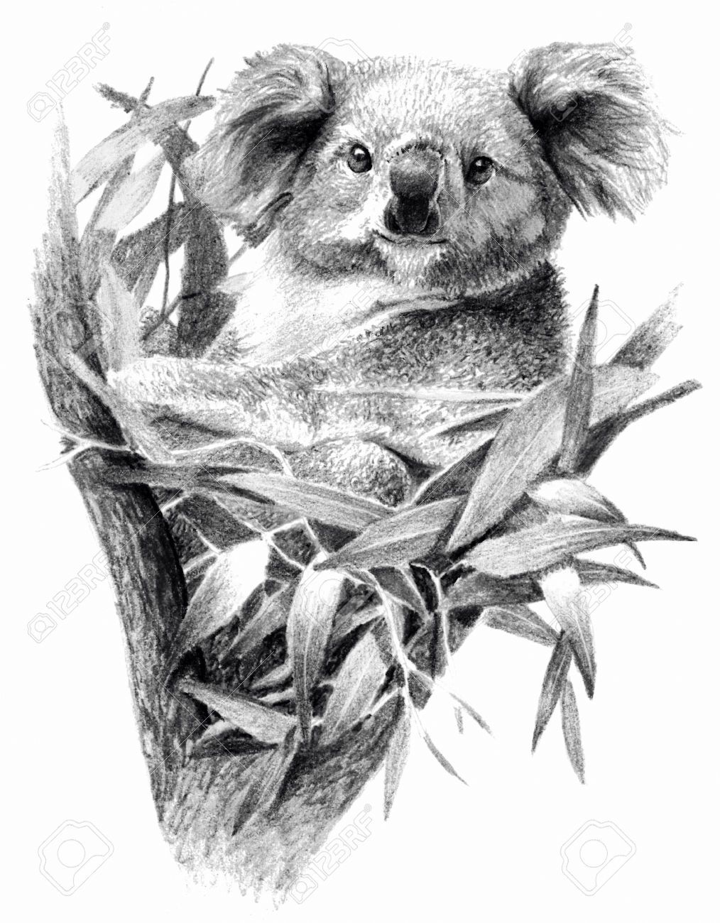 1014x1300 Image Result For Koala Sketch Art Ideas Art - Koala Sketch