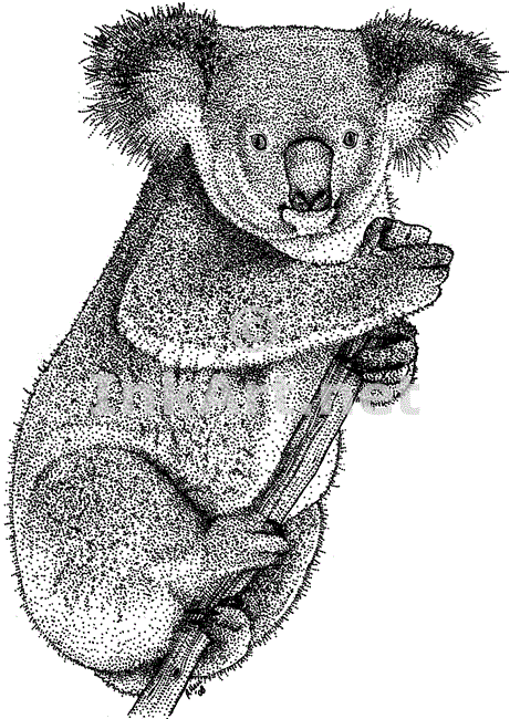 461x650 Koala (Phascolarctos Cinereus) Line Art And Full Color Illustrations - Koala Sketch