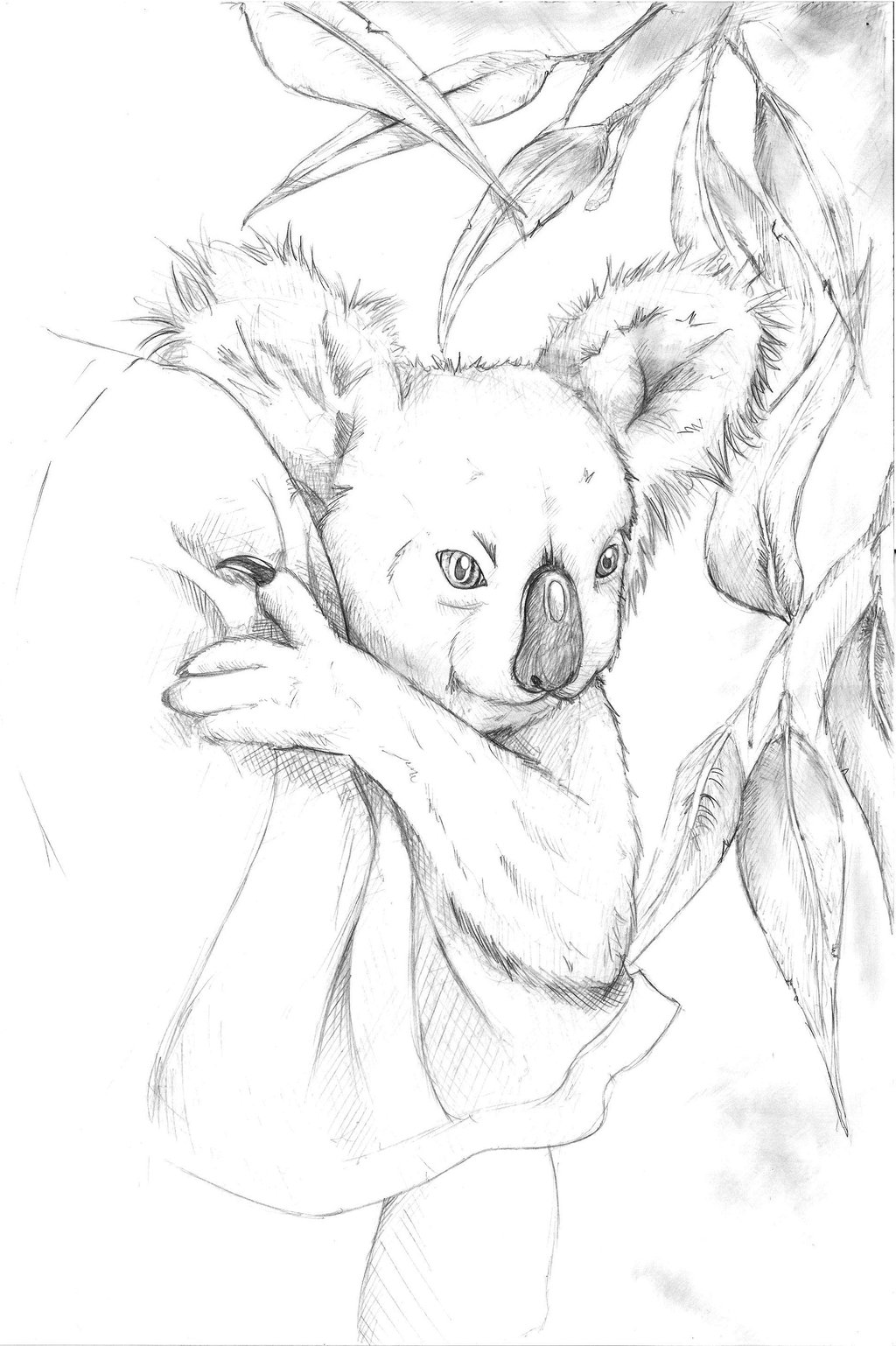 1024x1538 Koala Sketch By Blacklist90 - Koala Sketch