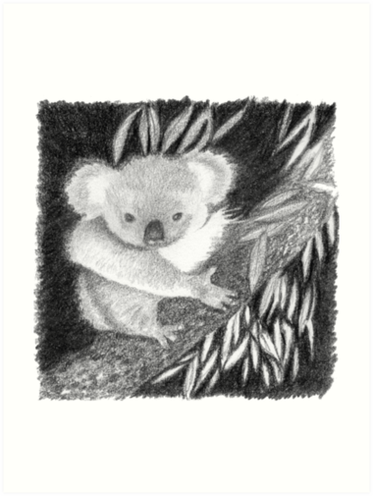 413x549 Koala - Koala Sketch