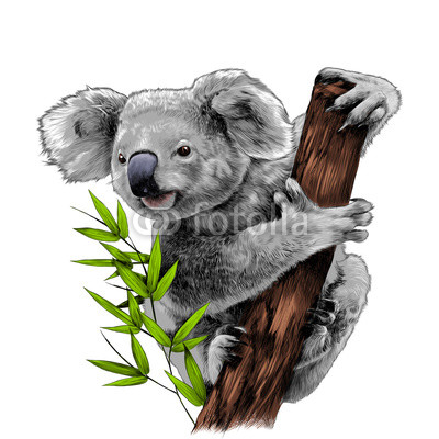 400x400 Koala Sitting On A Eucalyptus Snag Eats Sketch Vector Graphics - Koala Sketch
