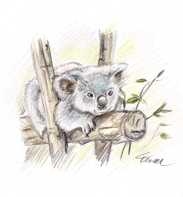 600x645 Koala Sketch By Griffsnuff - Koala Sketch