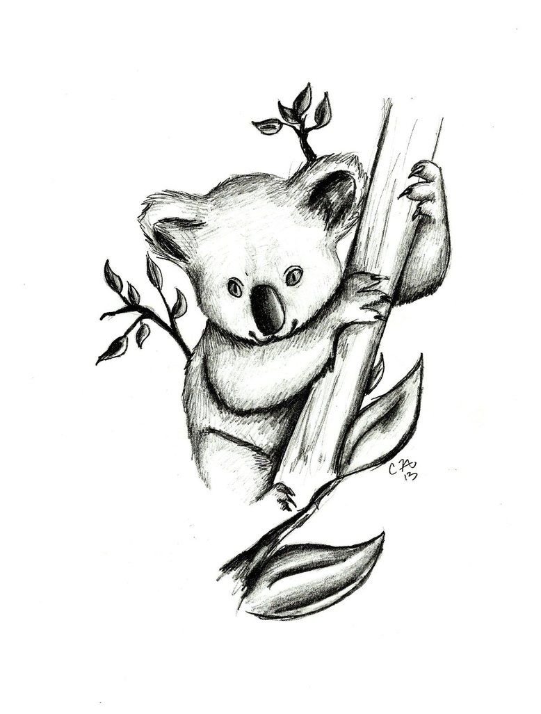 778x1027 Koala Drawing Pictures - Koala Sketch