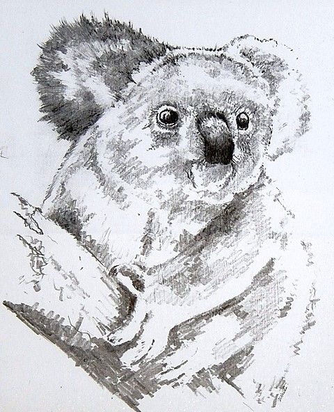 480x592 Koala Sketches - Koala Sketch