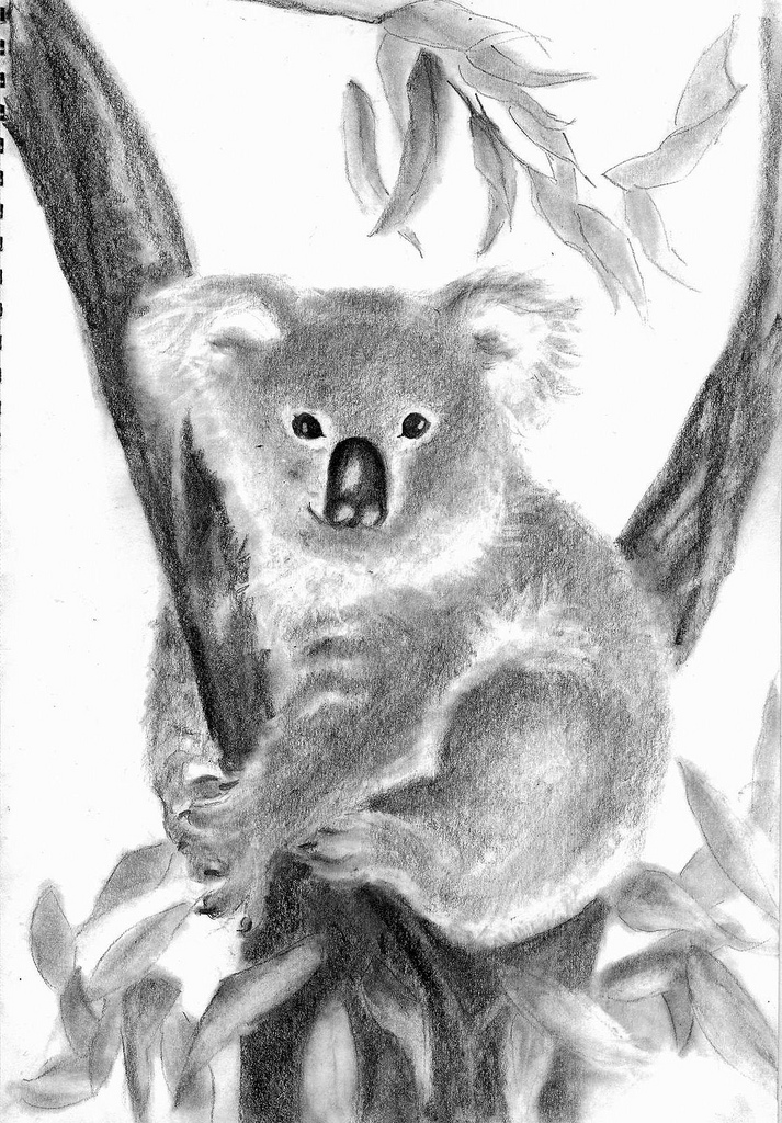 Koala Sketch at PaintingValley.com | Explore collection of Koala Sketch