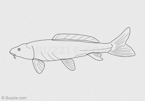 500x350 Tips For Drawing The Symbolic Koi Fish In A Few Simple Steps - Koi Fish Sketch