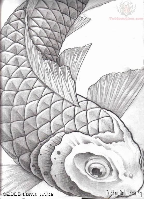 556x768 Koi Fish Tattoo Sketch - Koi Sketch Tattoo