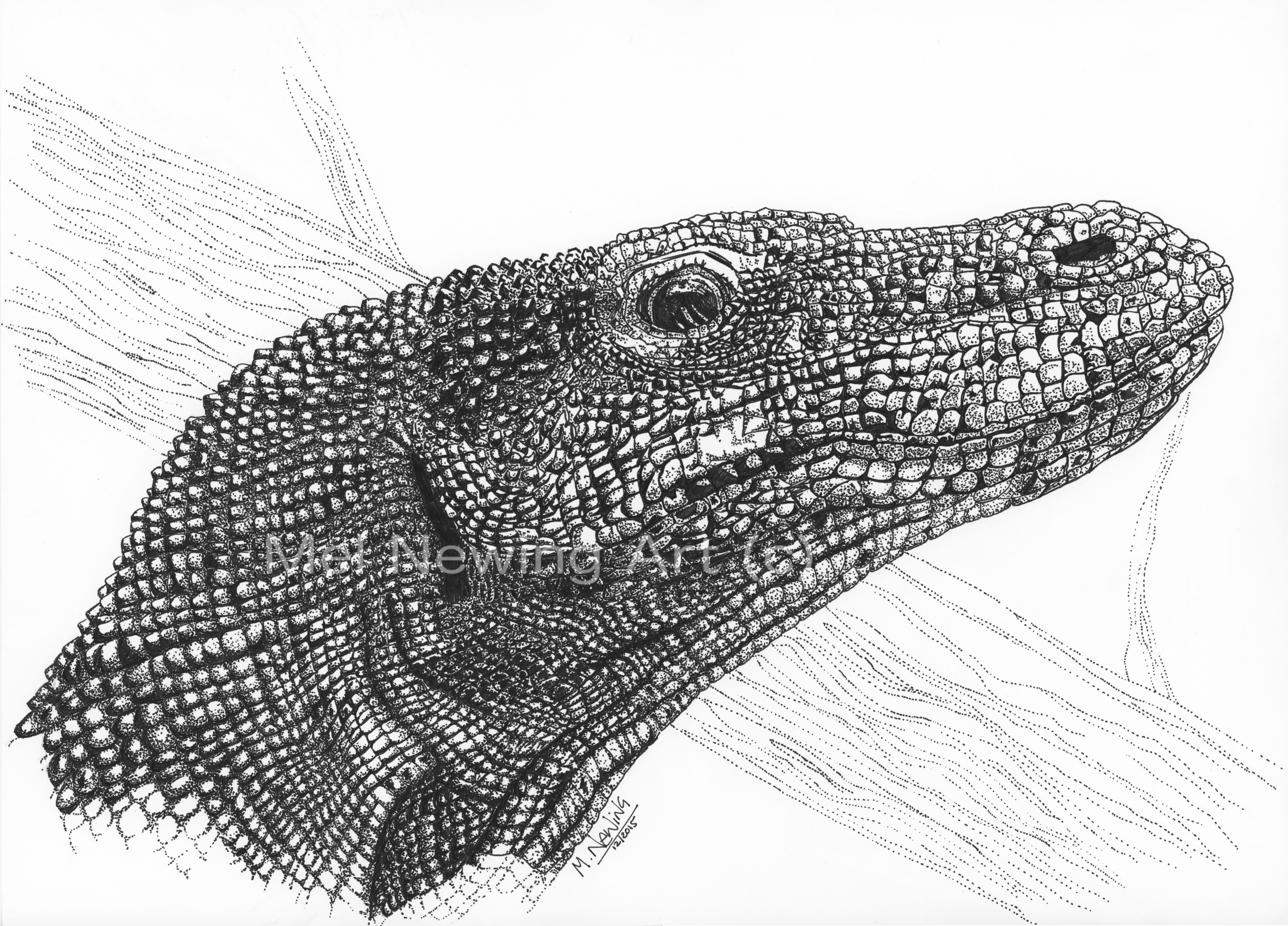 4816x3464 Komodo Dragon, Dinosaur Of Our Time - Komodo Dragon Sketch