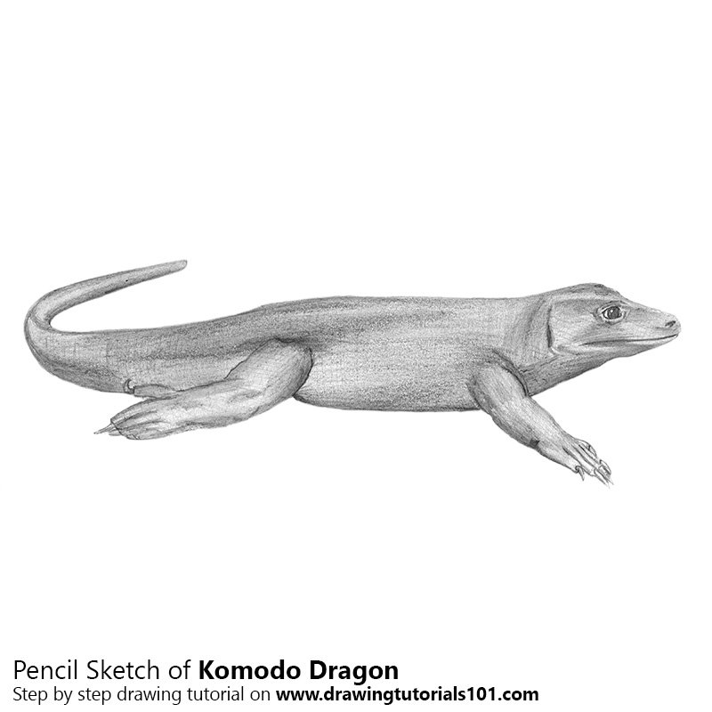 800x800 Komodo Dragon Pencil Drawing - Komodo Dragon Sketch