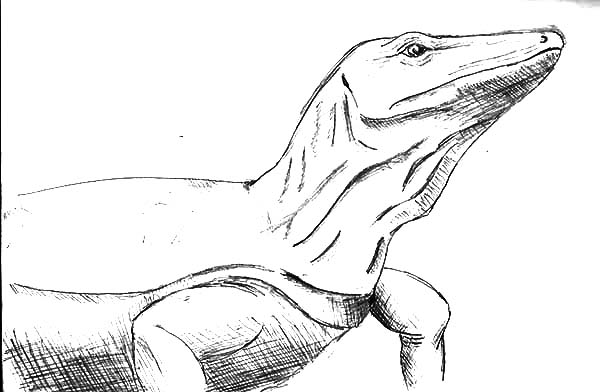 600x392 Komodo Dragon Sketch Coloring Pages - Komodo Dragon Sketch