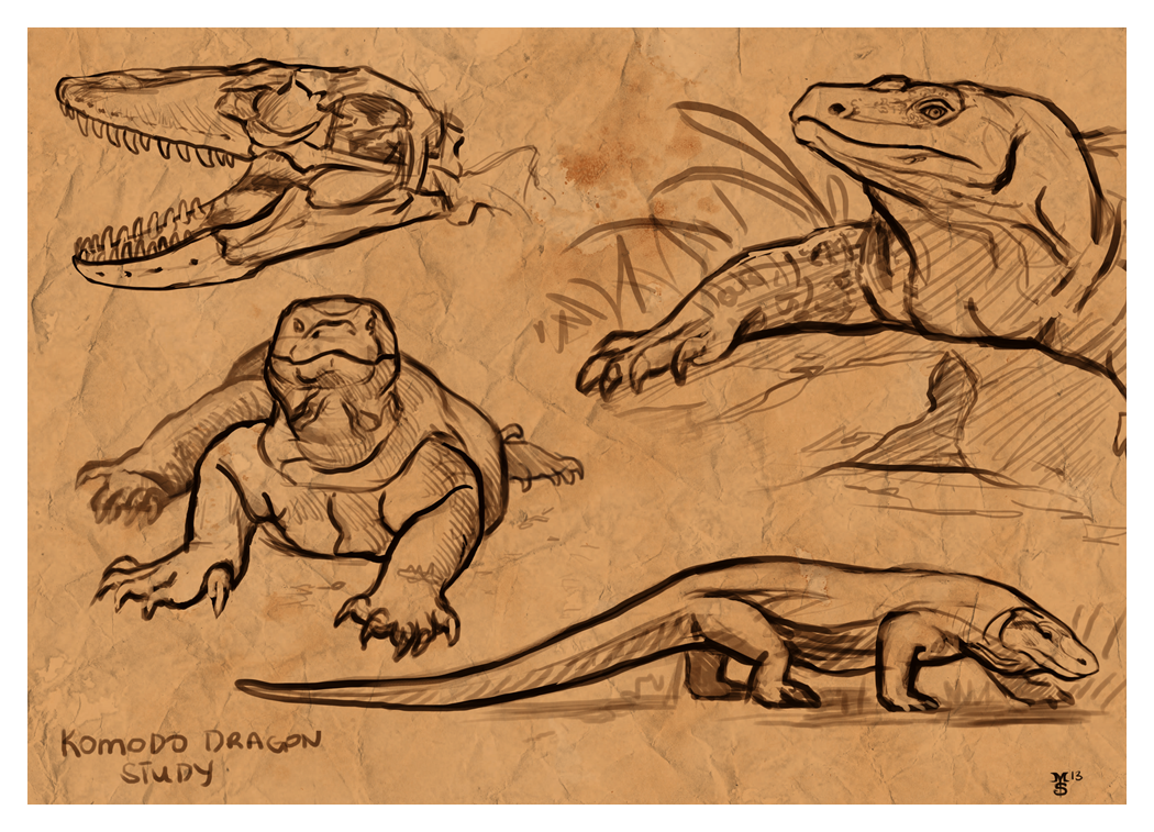 1050x757 Komodo Dragon Study Weasyl - Komodo Dragon Sketch